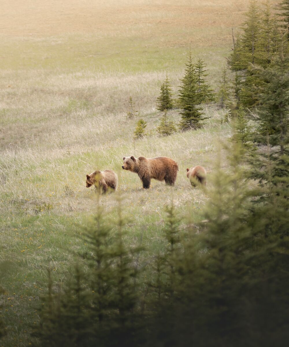 A grizzly bear and her two cubs hang out in a meadow surrounded by evergreen trees in the Canadian Rockies in Banff National Park.